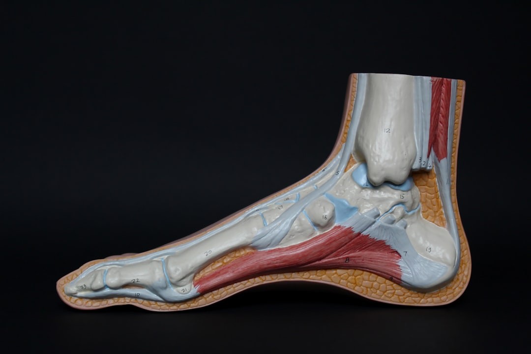 Foot and Ankle Institute of Maryland foot model